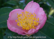 Plantation Pink 2011.jpg
