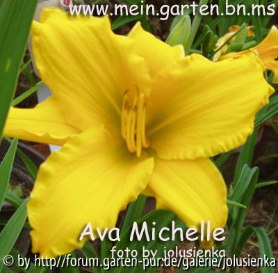 hemerocallis-ava michelle