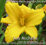hemerocallis-ava michelle