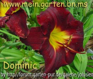 hemerocallis