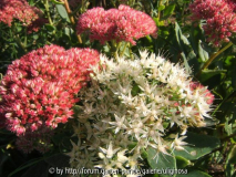 Sedum spectabile Iceberg 21-9-11.JPG