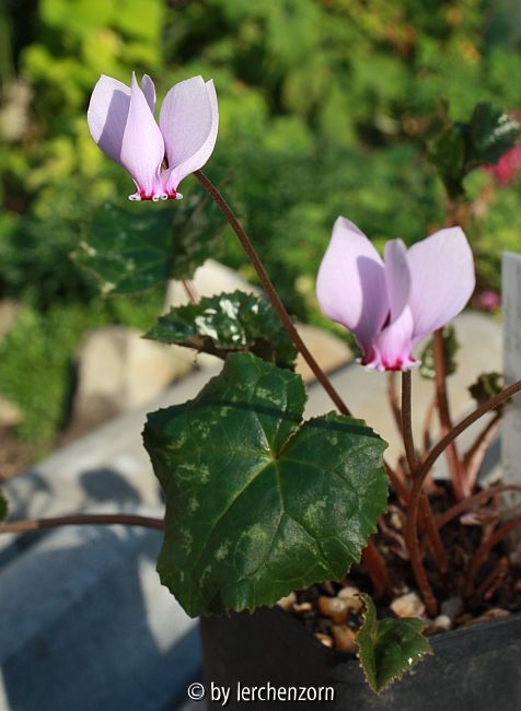vmtl. Afrikanisches Alpenveilchen (Cyclamen cf. africanum), kleinblütig, rosa