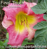 hemerocallis-final touch