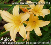 aglow-hemerocallis-
