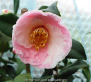 Shibori Egao