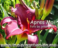apres moi-hemerocallis