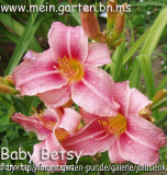 baby betsy-hemerocallis-