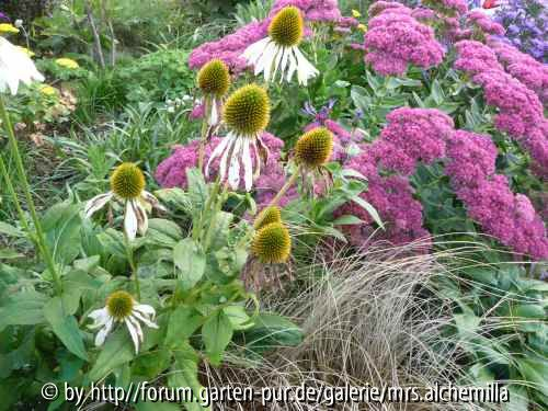 Echinacea