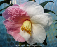 Shibori Egao5