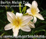 hemerocallis-berlin melon ice