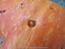 Nascherei2 Sept 11