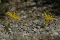 Sternbergia greuteriana 20110925 (5).jpg