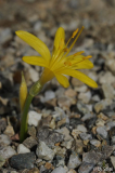 Sternbergia greuteriana 20110925 (3).jpg