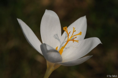 Crocus biflorus weldenii 20110924 (3).jp