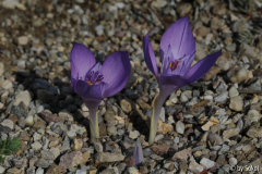 Crocus banaticus 20110924.jpg