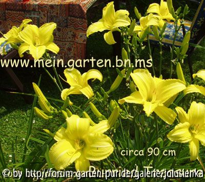 hemerocallis-burried treasure