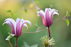 Clematis ´Princess Kate´