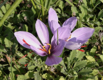 Crocus sativus