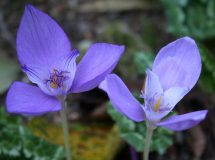 Crocus banaticus S2007