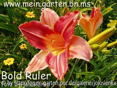 hemerocallis-bold ruler