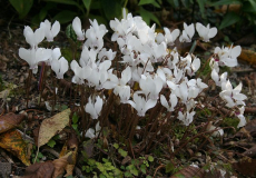 Cyclamen hederifolium