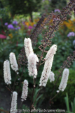Actaea simplex atropurpurea