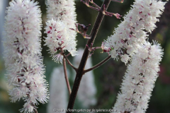 Actaea simplex atropurpurea, Detail