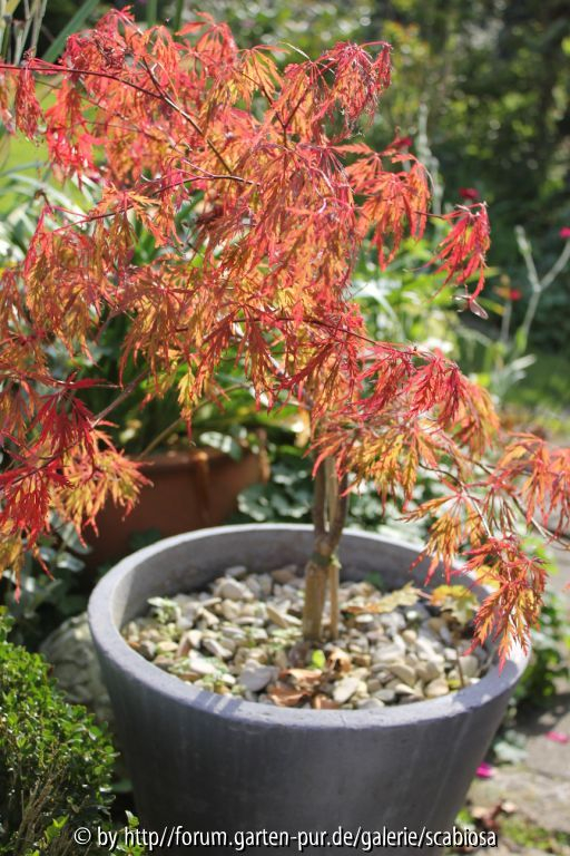 Acer palm. dissectum