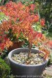 Acer palm. dissectum