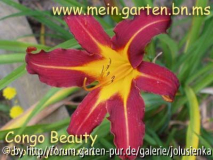 hemerocallis-congo beauty
