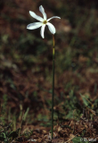 Narcissus serotinus Sardinien 2005.jpg