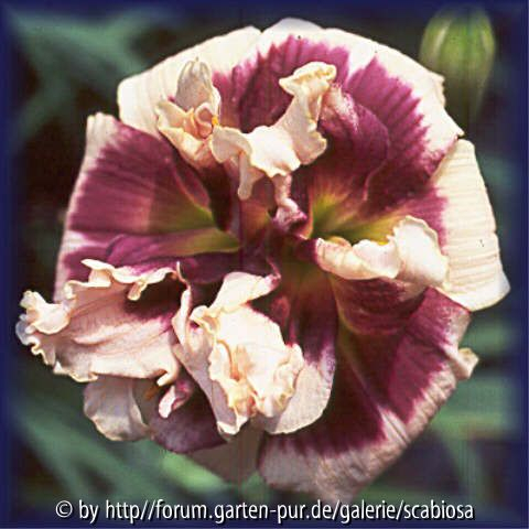 Hemerocallis Lucky Pierre