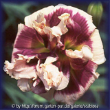 Hemerocallis Lucky Pierre