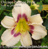 hemerocallis-chicagipicotee pride