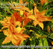 hemerocallis-burning daylight