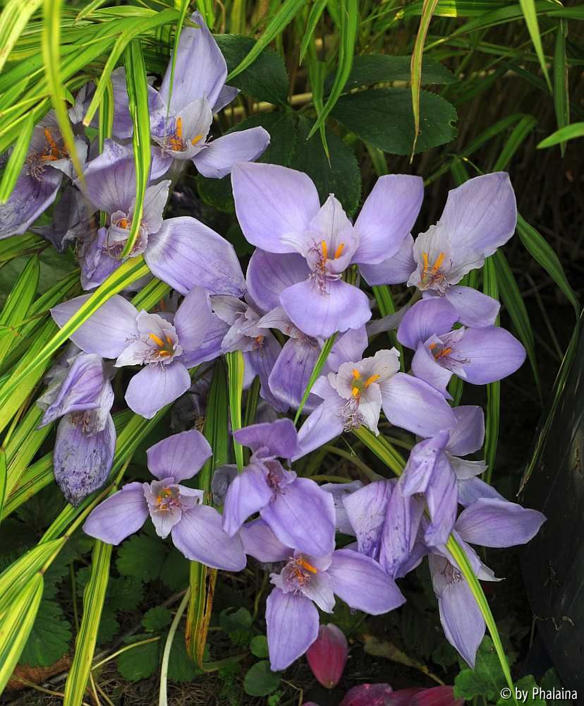 Crocus banaticus Gruppe