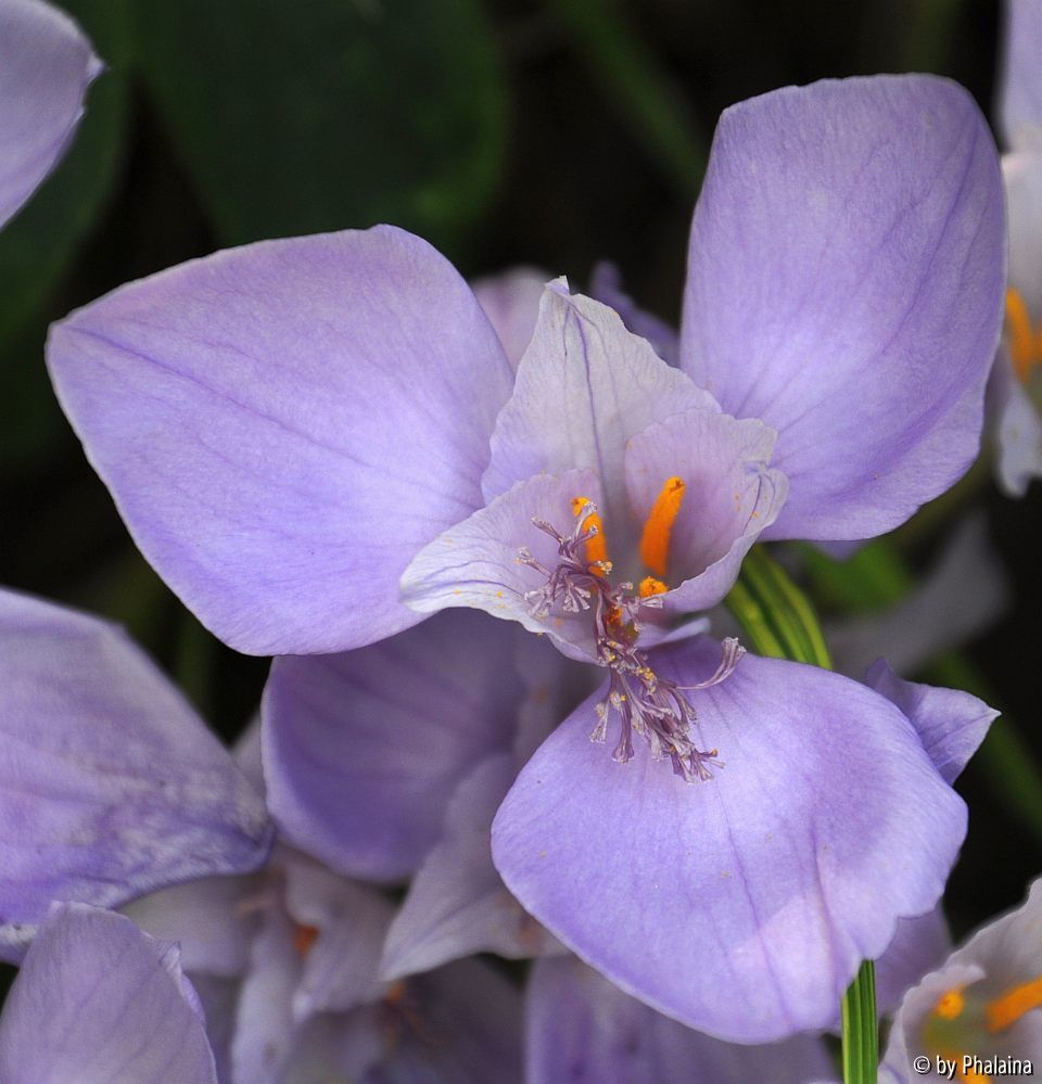 Crocus banaticus