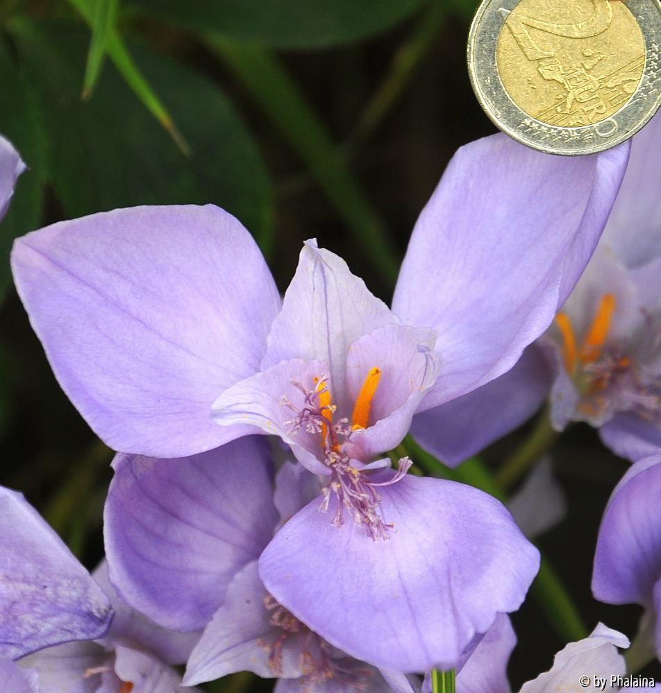 Crocus banaticus Blüte