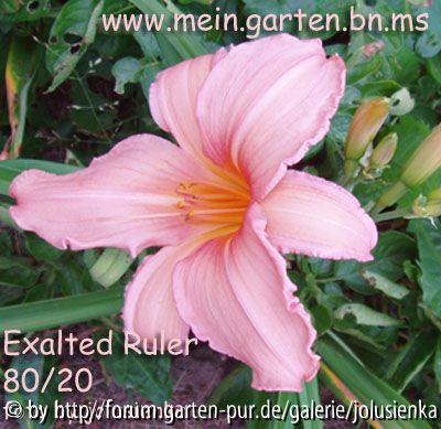 hemerocallis-exalted ruler