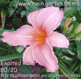 hemerocallis-exalted ruler