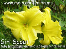 hemerocallis-girl scout