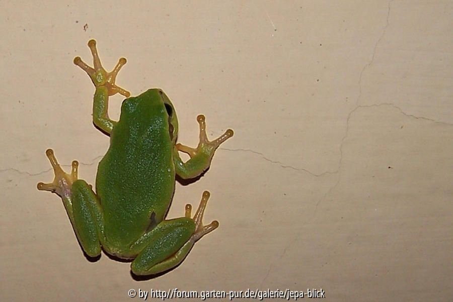 Laubfrosch