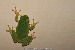 Laubfrosch