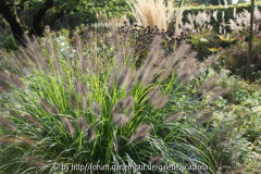 Gräser, Pennisetum u.a.