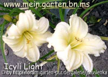 hemerocallis-icyli light