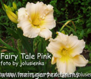hemerocallis-fairy tale pink