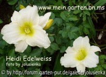 hemerocallis-heidi edlweiss