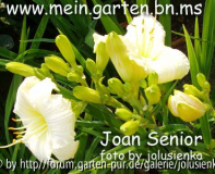 hemerocallis-joan senior