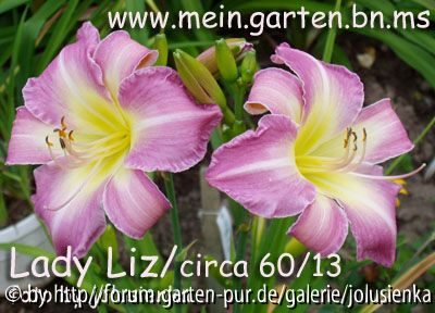 hemerocallis-lady liz