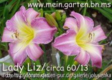 hemerocallis-lady liz